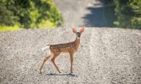 US Reports World’s 1st Deer With COVID-19