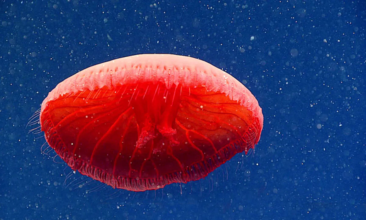(Courtesy of NOAA Ocean Exploration, 2021 North Atlantic Stepping Stones: New England and Corner Rise Seamounts)