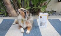 Get Detailed Information About Your Dog With This Simple DNA Test That’s Over 35% Off