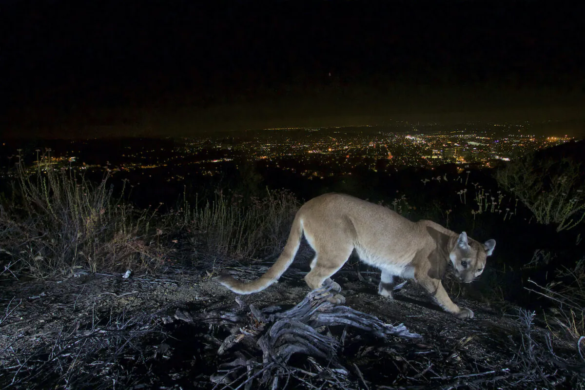An uncollared adult female mountain lion photographed with a motion sensor camera in Los Angeles County, Calif., on July 10, 2016. (U.S. National Park Service via AP)