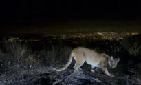 Mountain Lion Fatally Struck by Vehicle Near Malibu