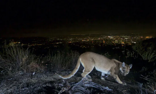 Rebounding Mountain Lion Population Brings Concern to the Rural West