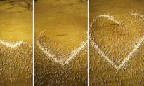 Farmer Arranges Sheep to Form Giant Heart for Funeral He Couldn’t Attend Down Under Due to Pandemic
