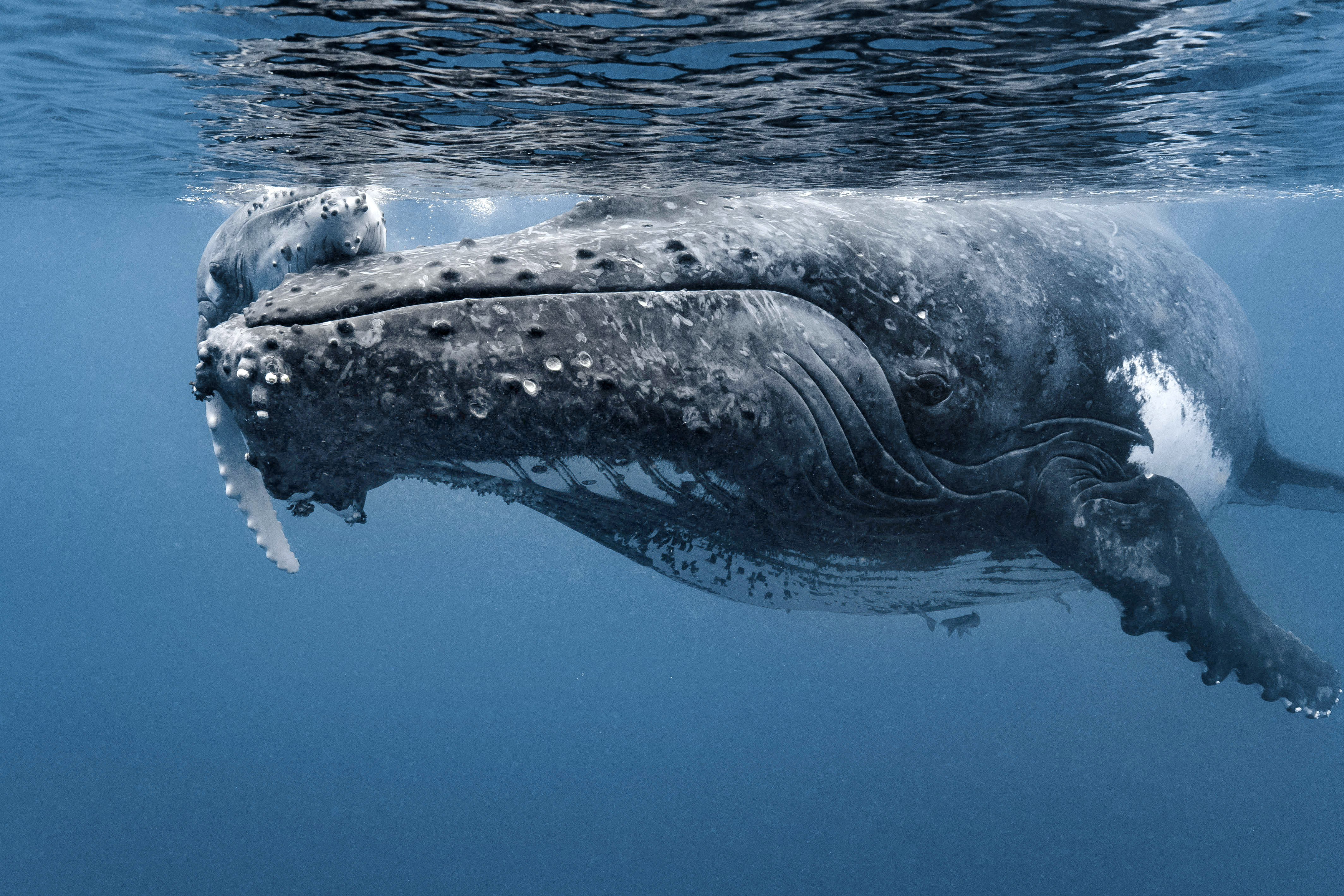 Captured on Camera: Heartwarming Moment between Mother Whale and Calf ...