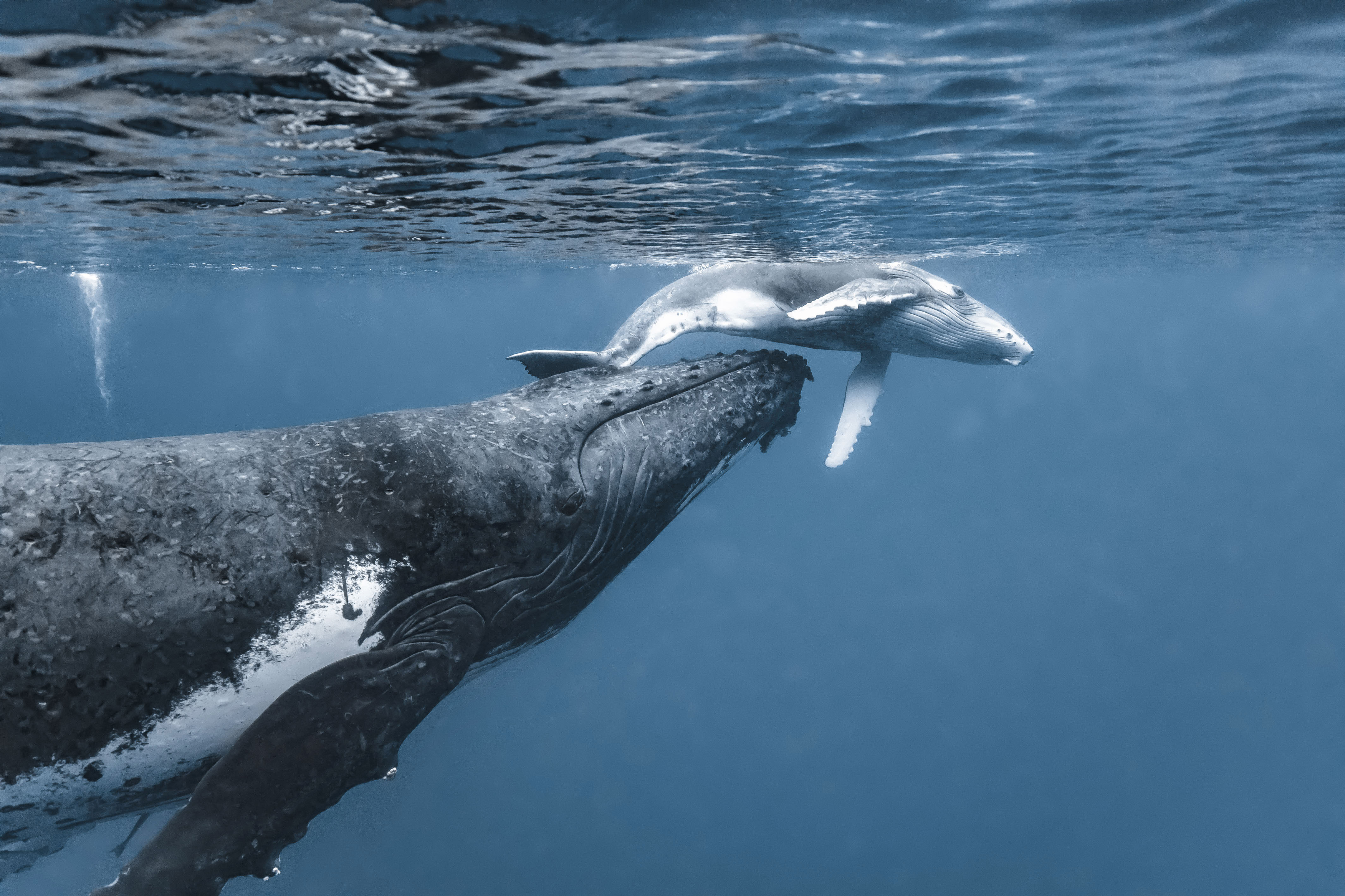 Mother Whale and Calf Share Heartwarming Hug in Captivating Video