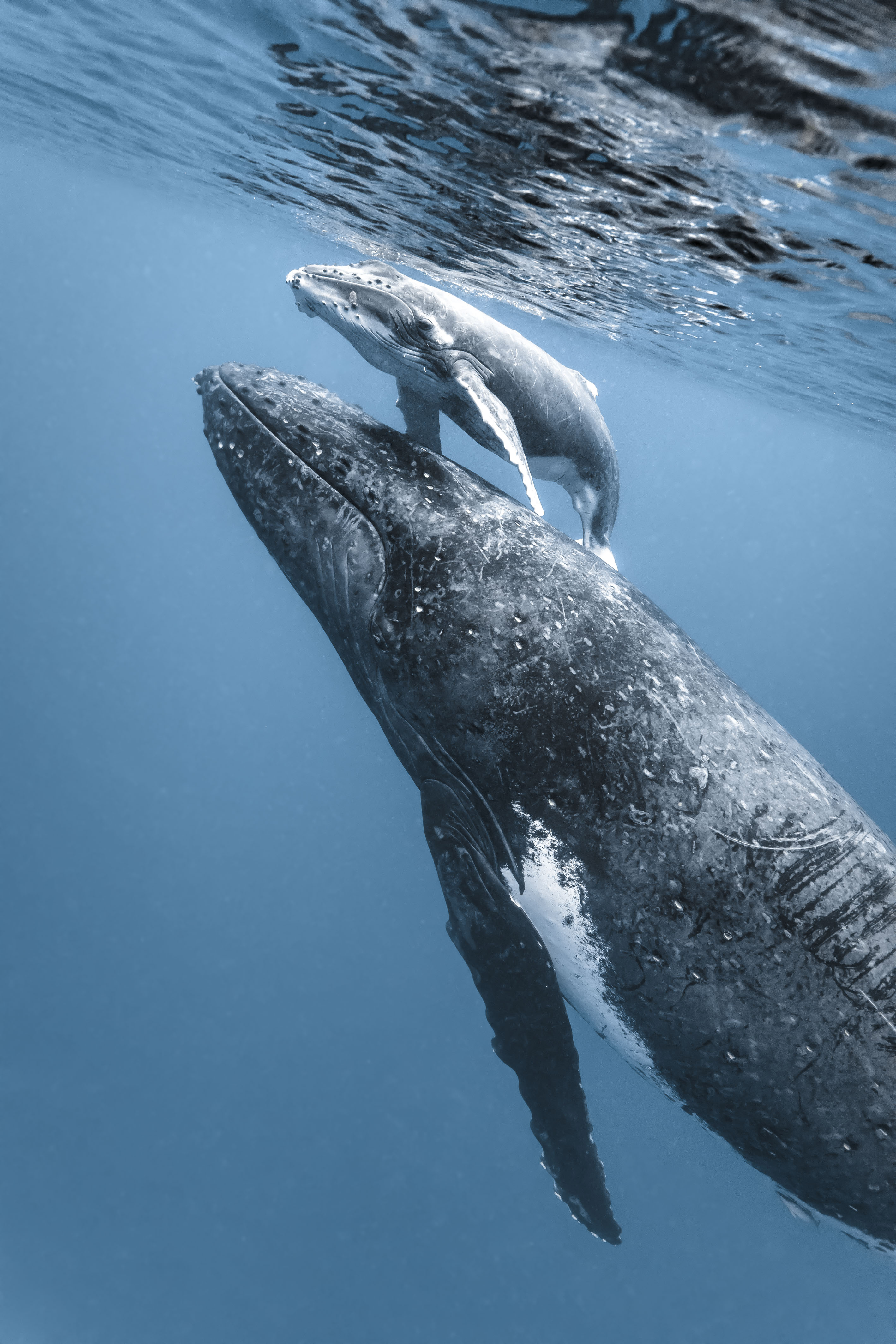 Touching Moment between Mother Whale and Calf Hugging Caught on Camera