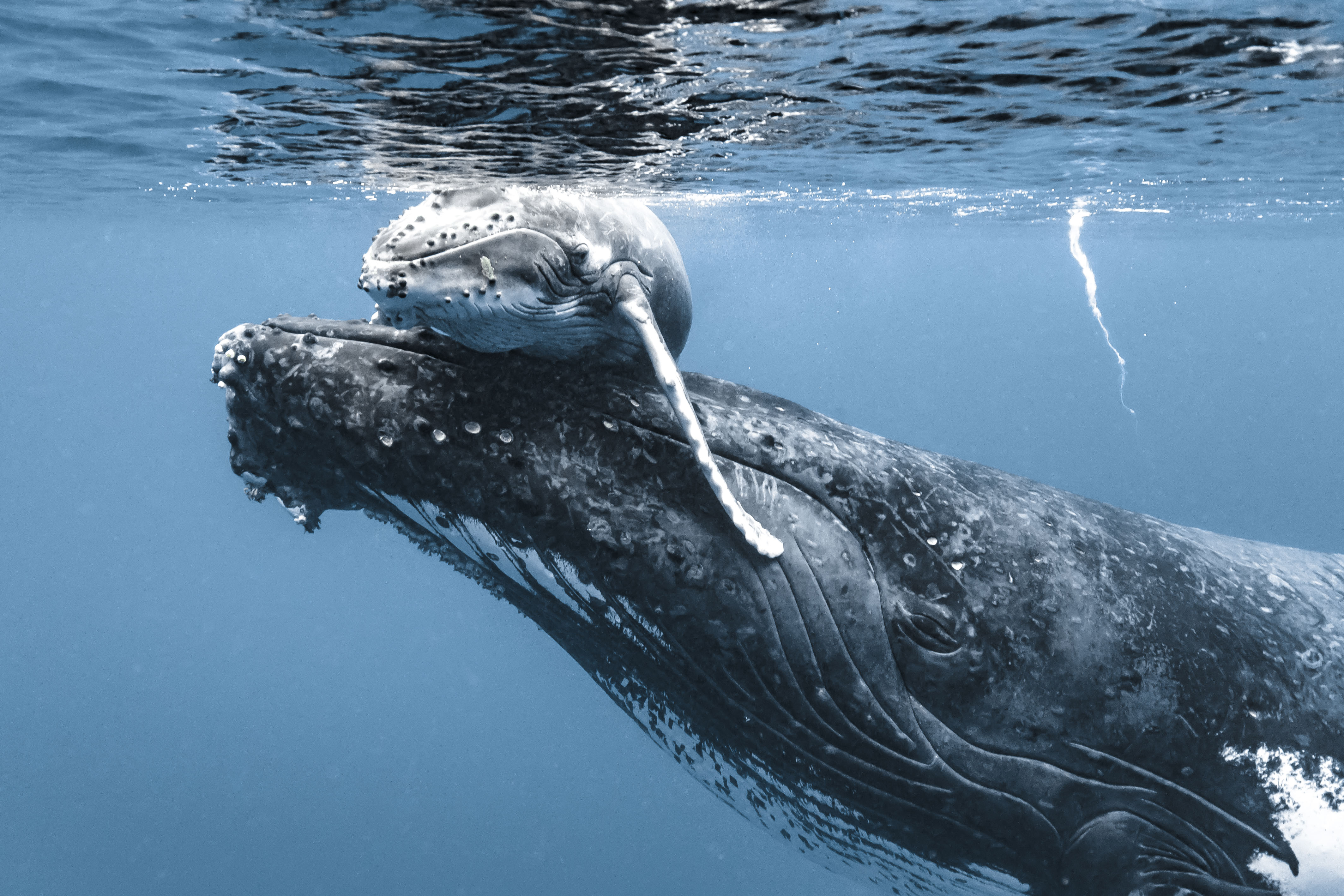 Touching Moment Between Mother Whale And Calf Hugging Caught On Camera Apr Daily 7386