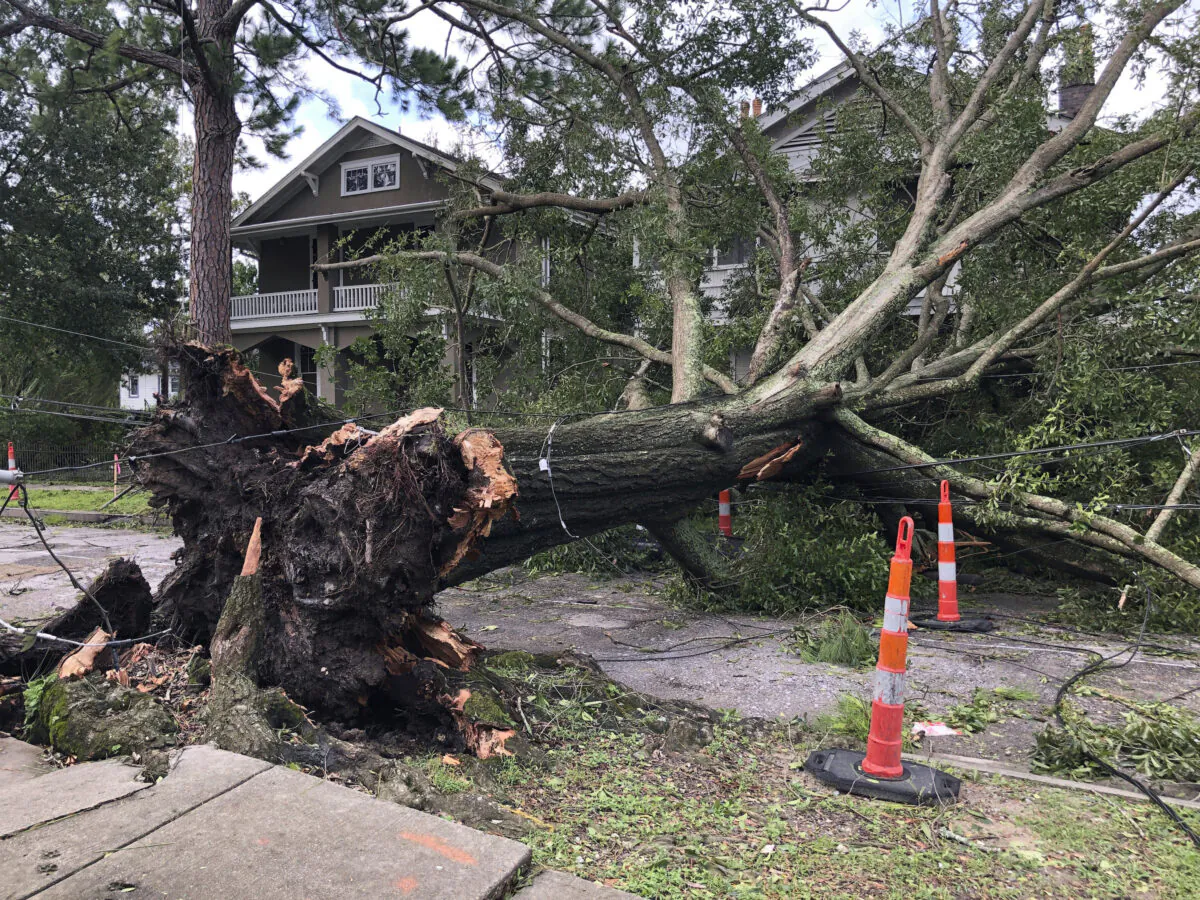 A massive oak, toppled by Hurricane Ida, stretches across a New Orleans street, stretching utility lines and resting against the fronts of two houses on Aug. 30, 2021. (Kevin McGill/AP Photo)
