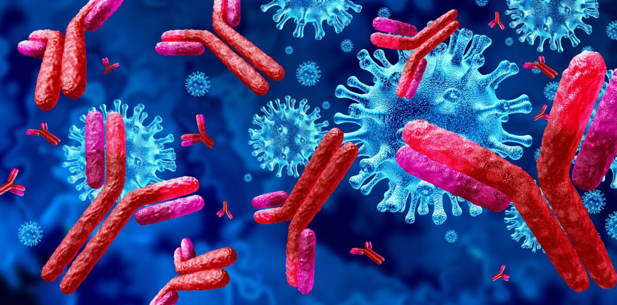 Antibody and Immunoglobulin concept as antibodies attacking contagious virus cells and pathogens as a 3D illustration. (Lightspring/Shutterstock)