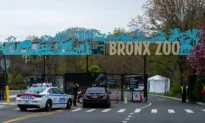 Cougar Kept as Illegal Pet Removed From NYC Home