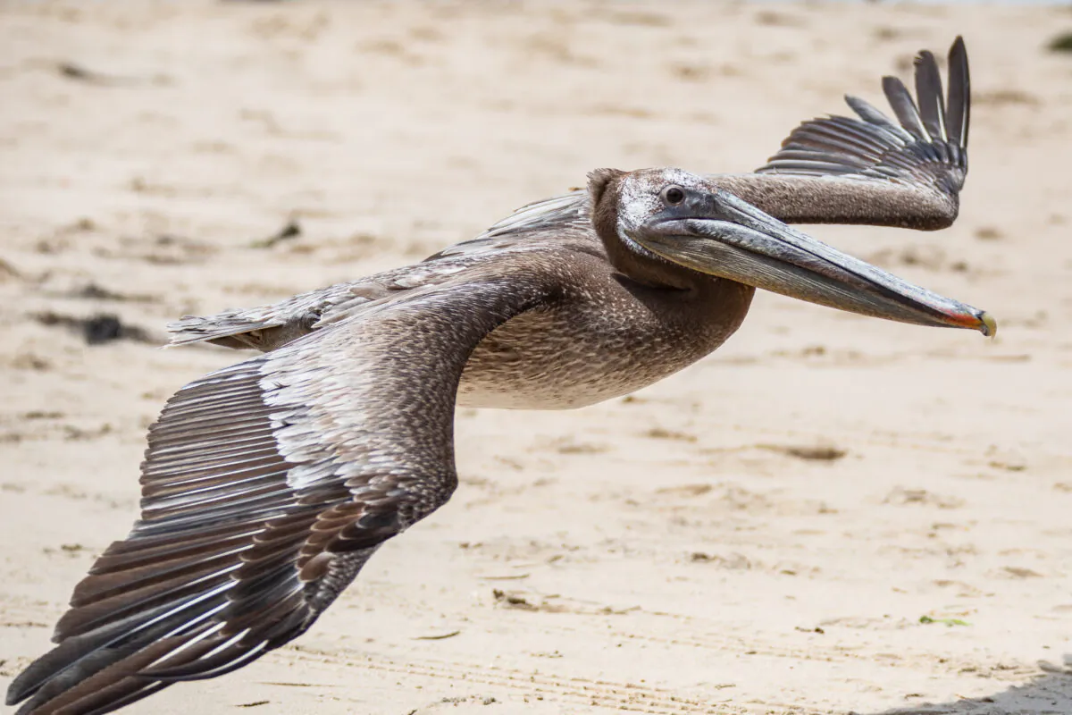 Pelicans are released back into the wild at Crystal Cove State Park in Newport Beach, Calif., on June 22, 2021. (John Fredricks/The Epoch Times)