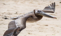 California Coastlines Experiencing ‘Unusual’ Brown Pelican Mass Stranding Event