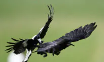 Council Will Act Faster to Remove Dangerous Birds After Baby’s Death