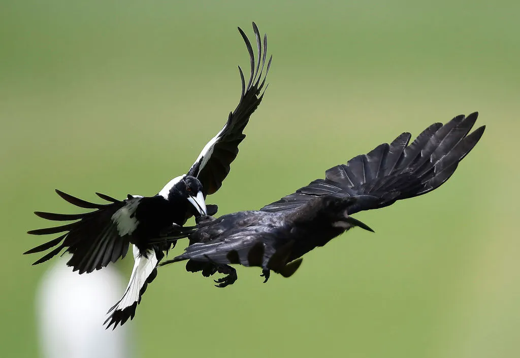 A magpie attacks a crow at Tony Ireland Stadium in Townsville, Australia, on Nov. 17, 2017 (Ian Hitchcock/Getty Images)