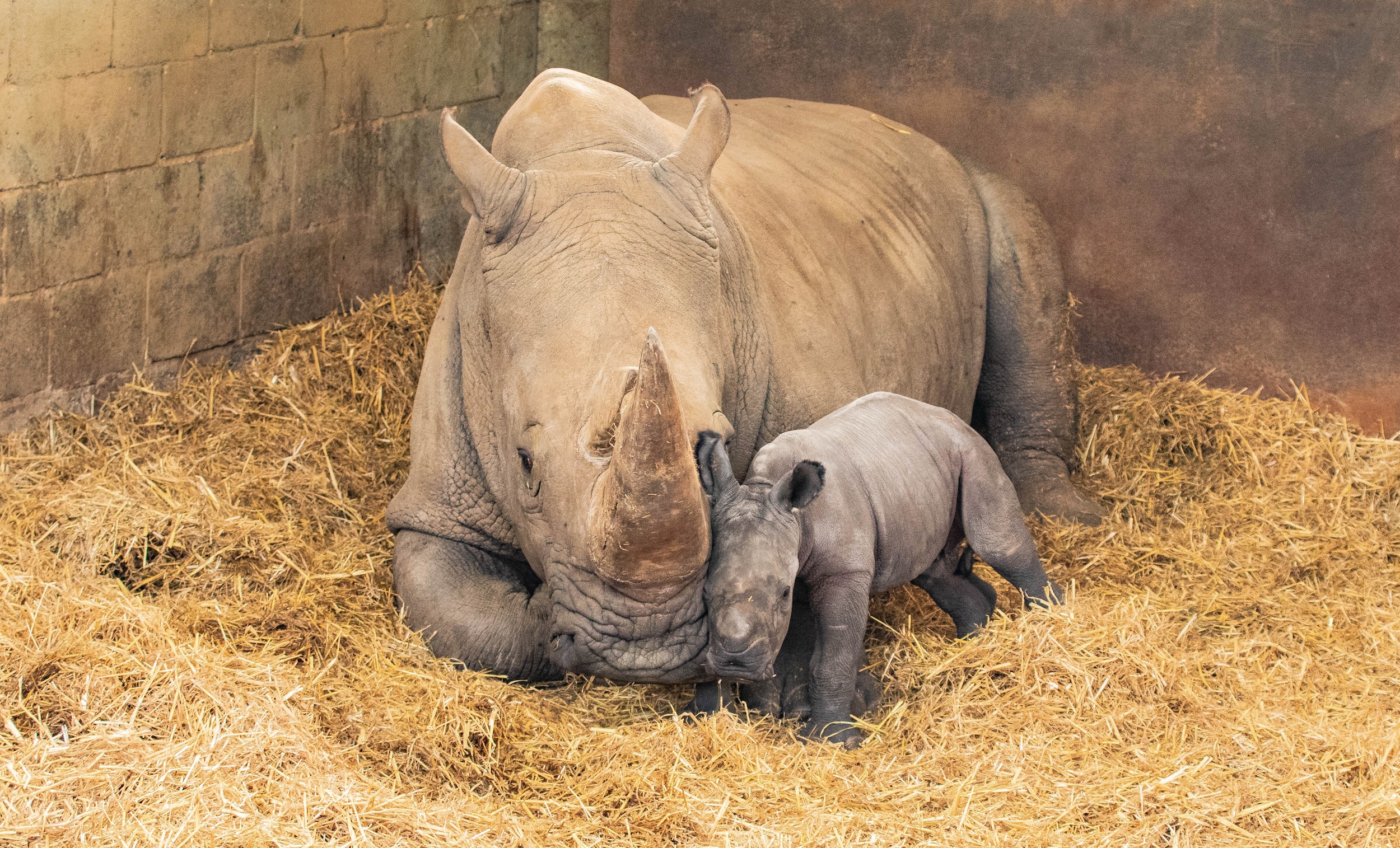 Southern White Rhino Mom Gives Birth to Female Calf at London Zoo—And ...