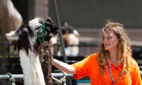 Orange County Fair and Event Center to Hire Over 1,000 Seasonal Employees