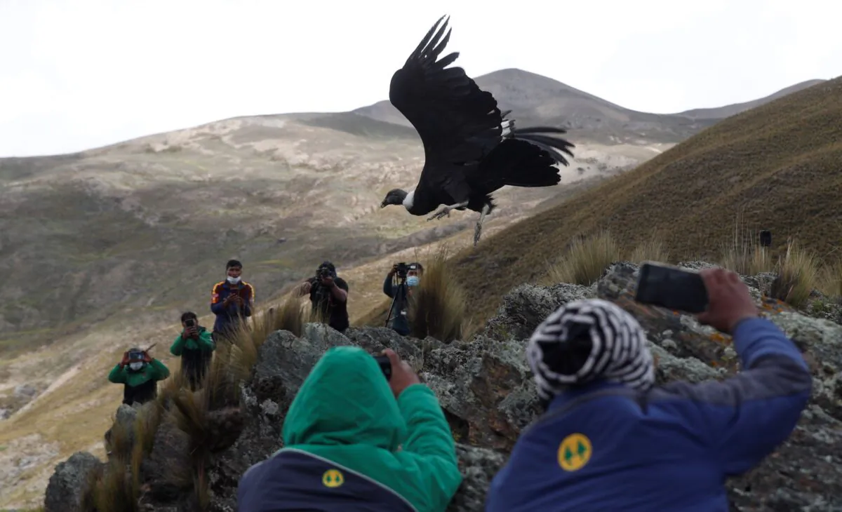 Scientists and journalists watch as an Andean condor is released into the wild as part of a project run by a state conservation program, on the outskirts of Choquekhota, Bolivia, on Feb. 23, 2021. (Juan Karita/AP Photo)