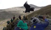 Birds of Prey Face Global Decline From Habitat Loss, Poisons