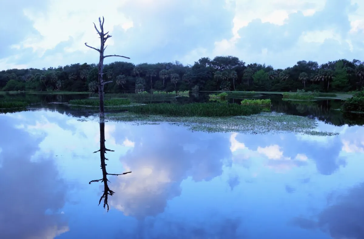 A wetland is seen in Florida in a file photograph. (Bruce Bennett/Getty Images)