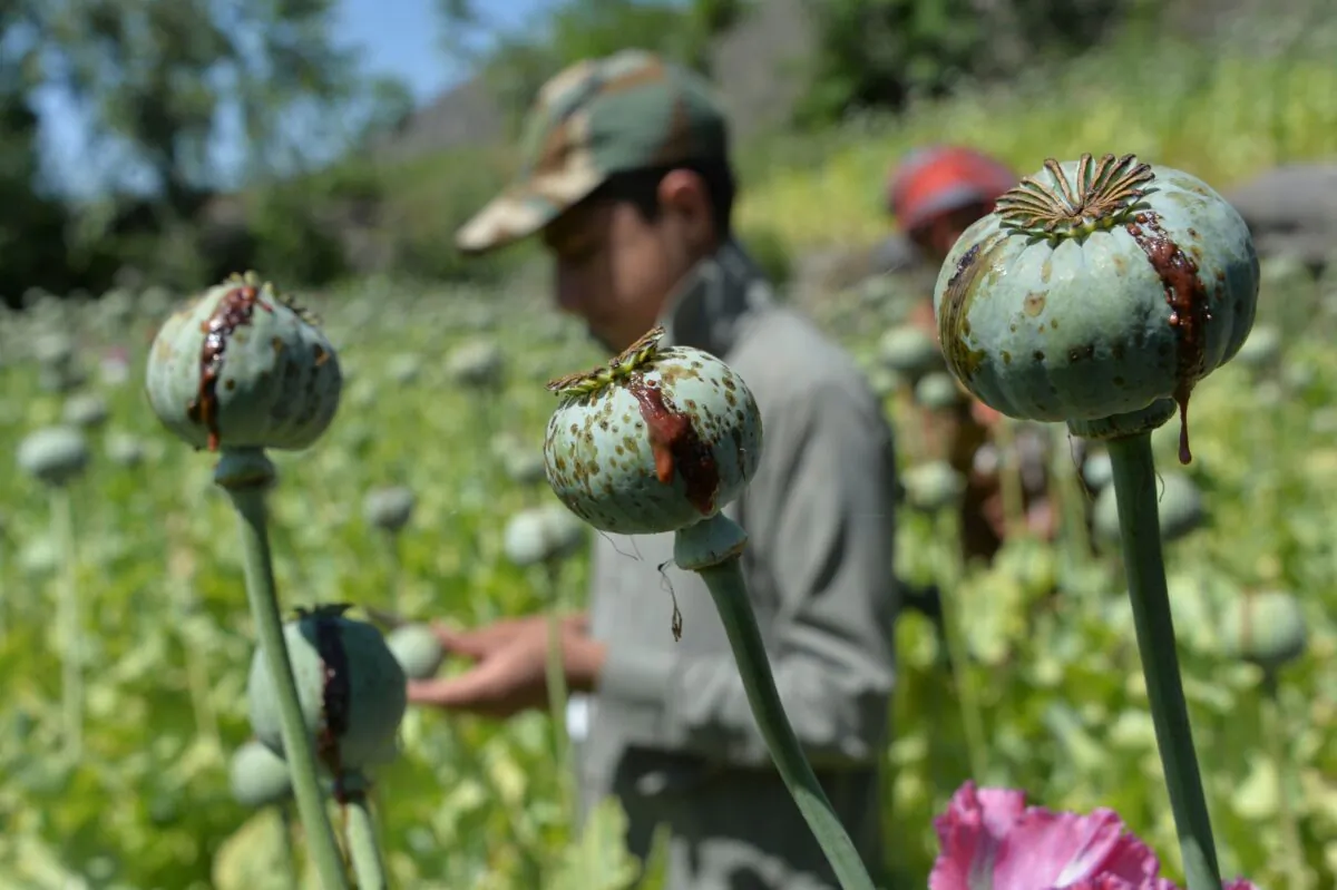 A farmer harvests opium sap from a poppy field in the Darra-i-Nur District of Nangarhar Province in Afghanistan, on May 10, 2020. (Noorullah Shirzada/AFP via Getty Images)
