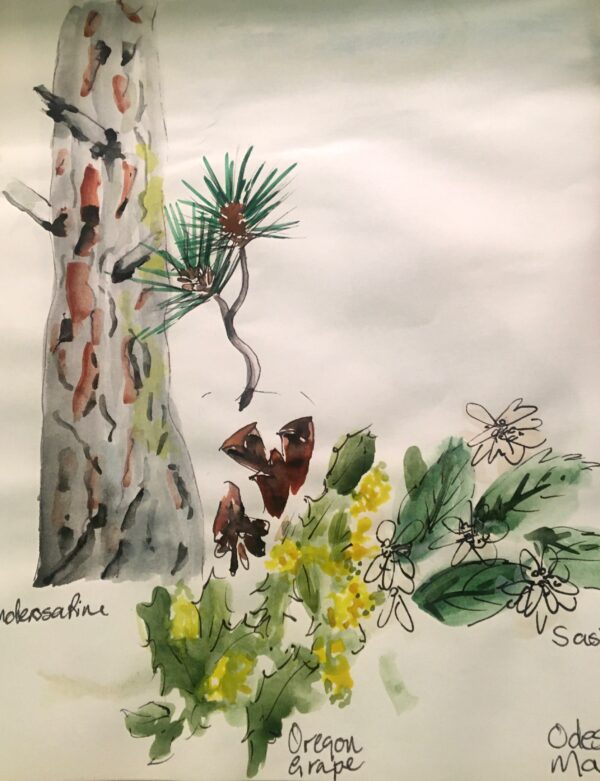 A page from the nature journal Paula Lynam takes her while camping in Washington, Oregon, and California.