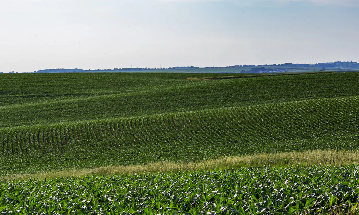 Rows of young corn plants. (Dreamstime/TNS)