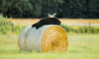 ‘Angel Wings’: Man Snaps Rare Photo as Bird Swoops Down on Bear Snoozing on a Hay Bale