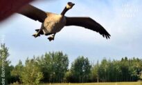 Truck Driver Helps a Canada Goose Find Resting Place