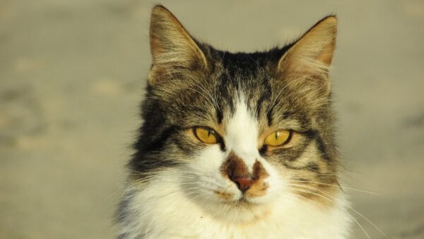 Epoch Times Photo