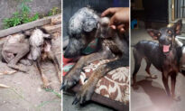 Photos Show Abused, Mangy, Malnourished Dog’s Transformation After New Owner Adopts Him