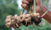 Start Early to Grow Ginger