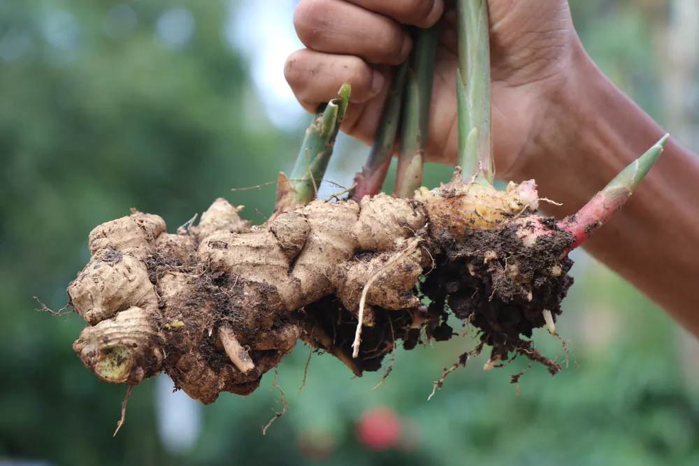 Jeff Rugg talks about how to grow ginger from the grocery store or the garden center. (Pixel Enforcer/Shutterstock)