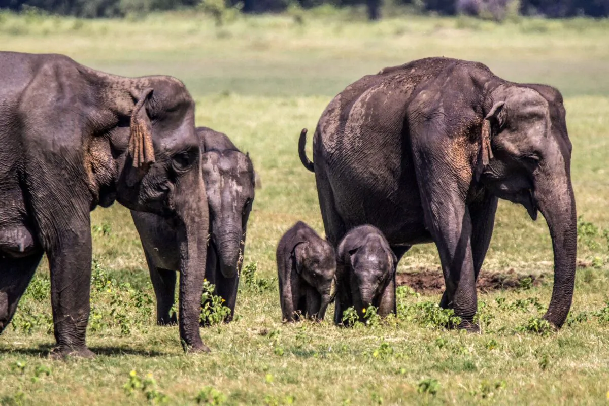 Two baby elephants walk among a herd at the Minneriya National Park in Minneriya, Sri Lanka, on July 8, 2020. (AFP via Getty Images)
