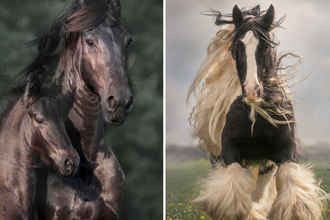 Photographer Captures the Awesome Power of Draft Horses in Her Dramatic Equine Action Shots