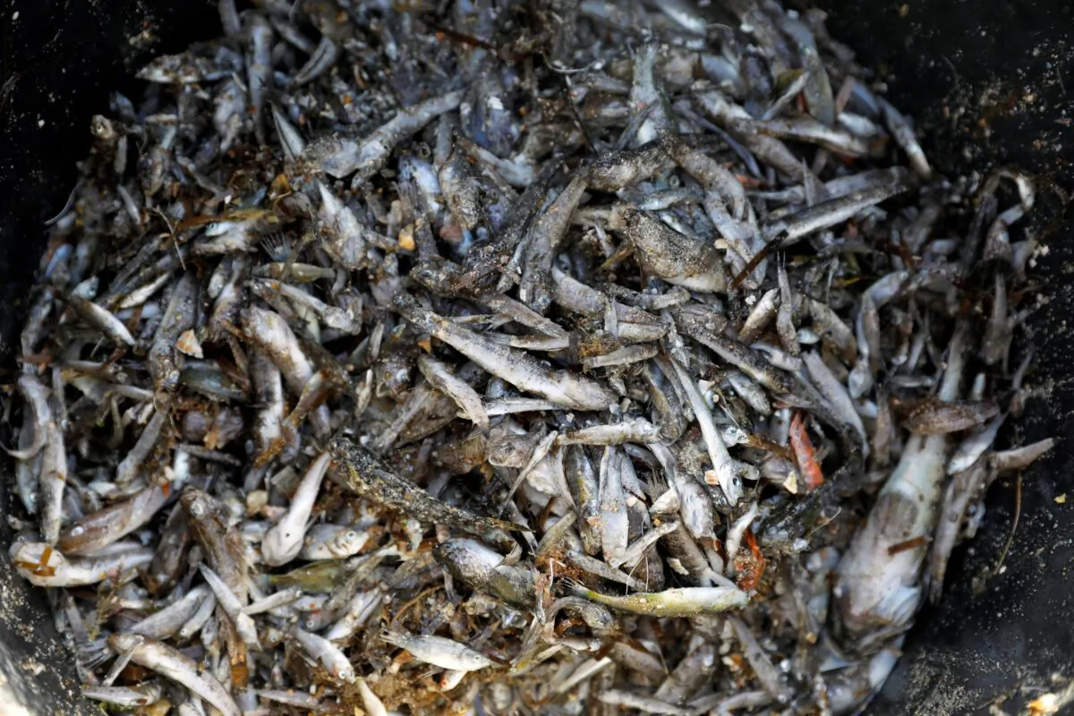 Dead fish and crustaceans collected by municipal workers on the shore of "Cala del Pino" beach are seen in a bucket, in Murcia's Mar Menor lagoon, Spain, on Aug. 20, 2021. (Eva Manez/Reuters)