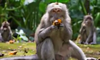 With No Tourist Handouts, Hungry Bali Monkeys Raid Homes