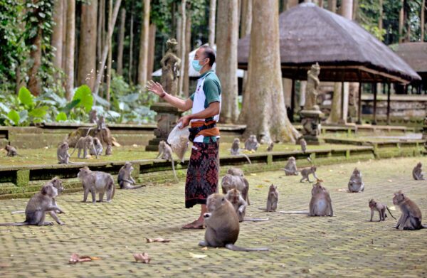 man-feeds-macaques