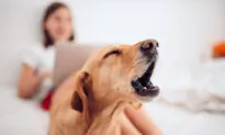 Better Treatments for Nuisance Barking Than Devocalization