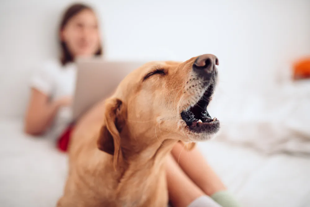 Nuisance barking is best addressed through changes within the home, doggy day care, training, behavior modification, and sometimes medication. (Zivica Kerkez/Shutterstock)