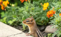 Move Houseplants in, Chipmunks Out