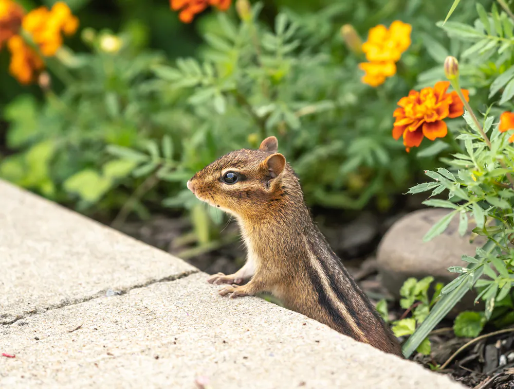 In the fall, chipmunks and other urban wildlife spread out to find new suitable territories. (Amy Lutz/Shutterstock)
