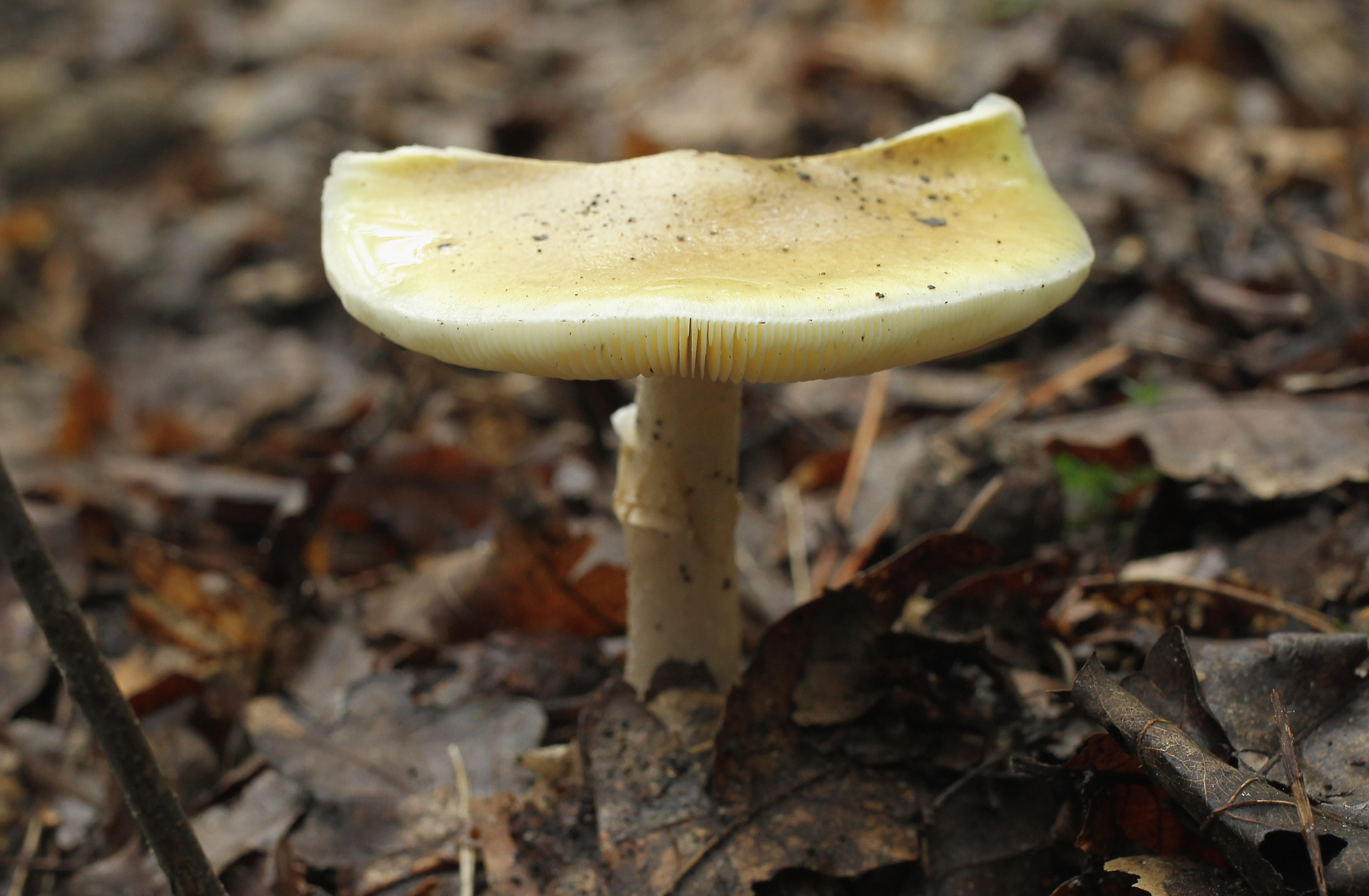 Wild Mushroom Poisoning Cases Spike in Australia - Vimarsana News