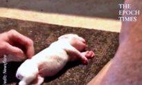Texas Man Miraculously Revives Tiny Puppy by Performing CPR