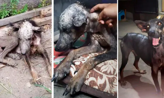 Photos Show Abused, Mangy, Malnourished Dog’s Transformation After New Owner Adopts Him