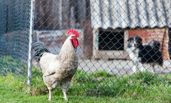 A backyard chicken stands by a fence protecting it from a nearby dog in this file photo. (Lukasz Pawel Szczepanski/Shutterstock)