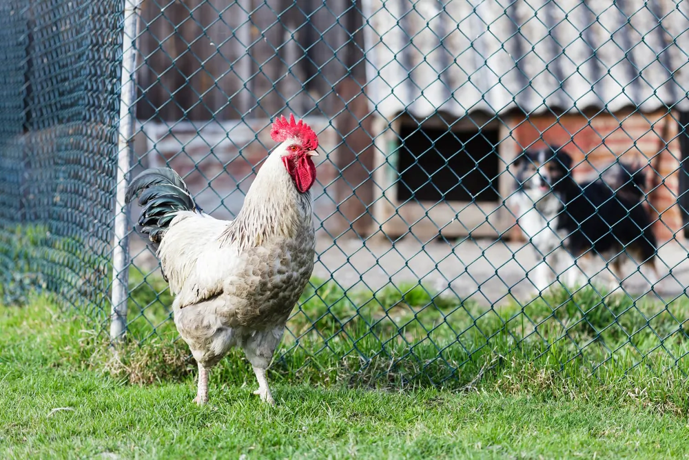 Chain-link fencing provides security and safety for any type of pet, including chickens. (Lukasz Pawel Szczepanski/Shutterstock)