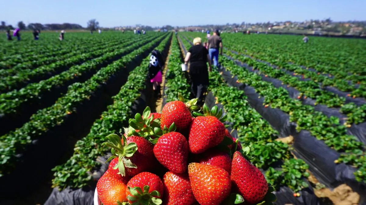 People pick strawberries in Carlsbad, Calif., on April 22, 2018. (Frederic J. Brown/AFP via Getty Images)