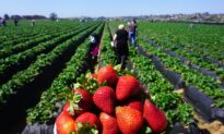 FDA, CDC Investigating 17 Cases of Hepatitis A Potentially Linked to Organic Strawberries