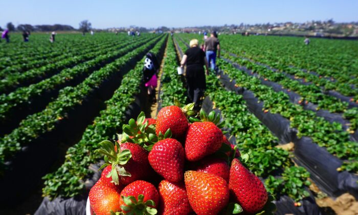 People pick strawberries in Carlsbad, Calif., on April 22, 2018. (Frederic J. Brown/AFP via Getty Images)
