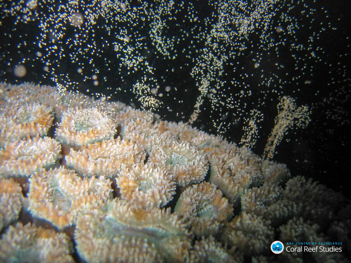Lobophyllia corymbosa releasing eggs. (Supplied, Andrew Baird)